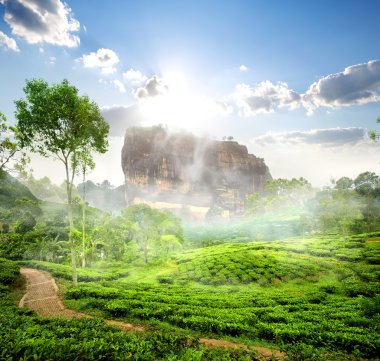Sigiriya ve çay alanı
