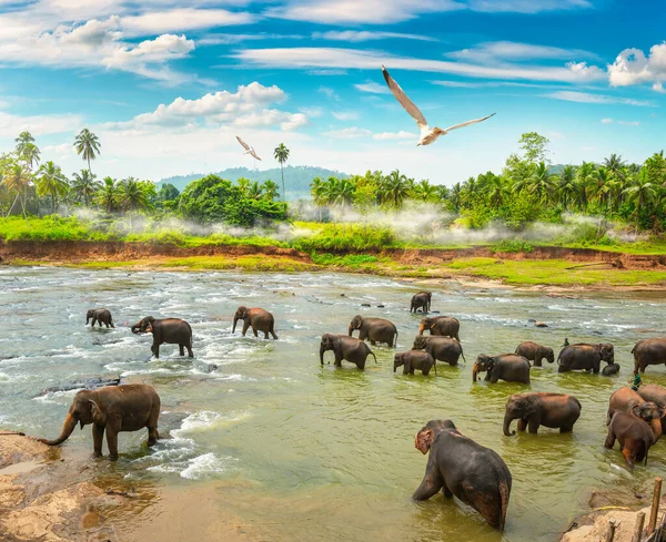 Elefantes e selva — Fotografia de Stock