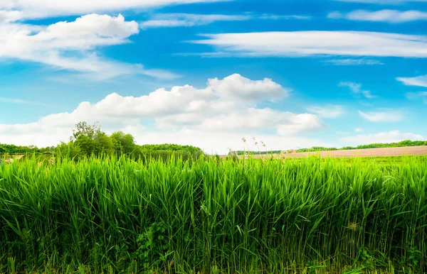 Feld aus grünem Schilf — Stockfoto