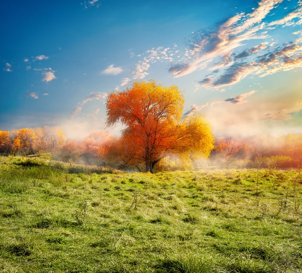 Arbre et champ d'automne — Photo