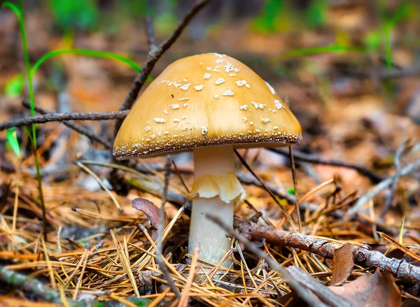 Gula giftiga svampar — Stockfoto