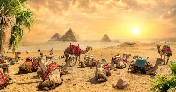 Camelos perto de ruínas — Fotografia de Stock
