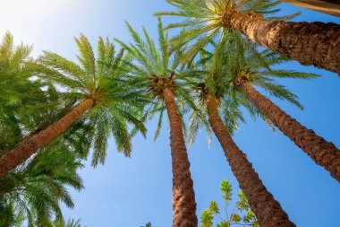 Uzun palmiye ağaçları