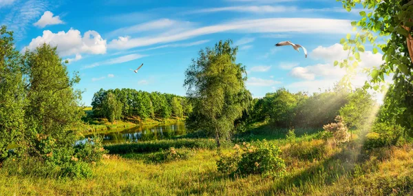 Foresta e campo di giorno — Foto Stock