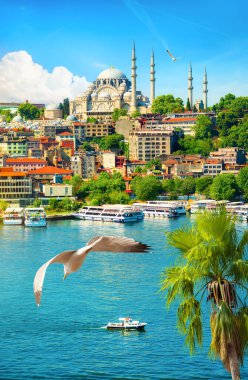 Palmiye ağacı ve Süleyman Camii