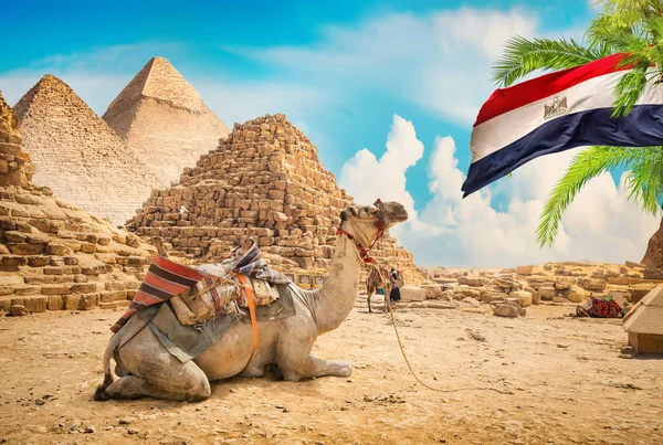 Kamel in der Nähe von Pyramiden — Stockfoto