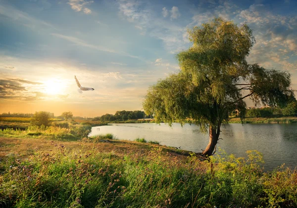 Floden i slutet av sommaren — Stockfoto