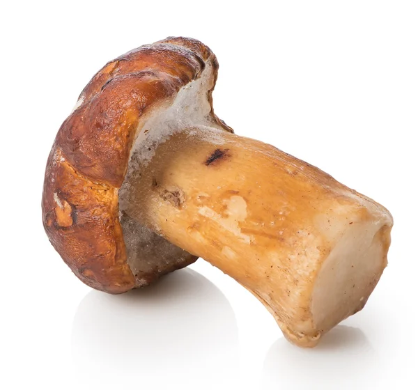 Weißer Pilz — Stockfoto