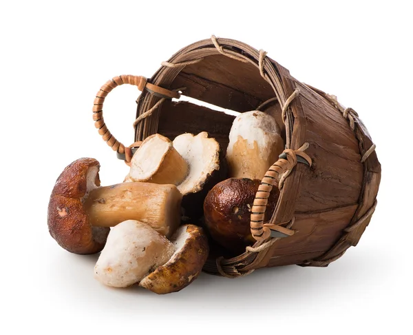 Funghi in un cesto — Foto Stock