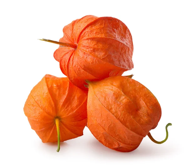 Tre fiori di physalis — Foto Stock