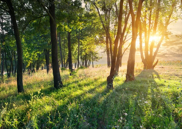 Галявина в лісі — стокове фото