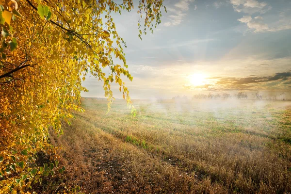 Köd a mezőn — Stock Fotó