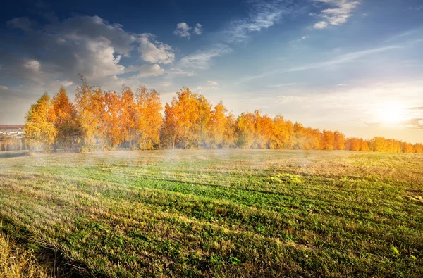 Sonbahar ormanı ve tarlası — Stok fotoğraf