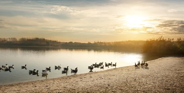 Gänse auf dem Teich — Stockfoto