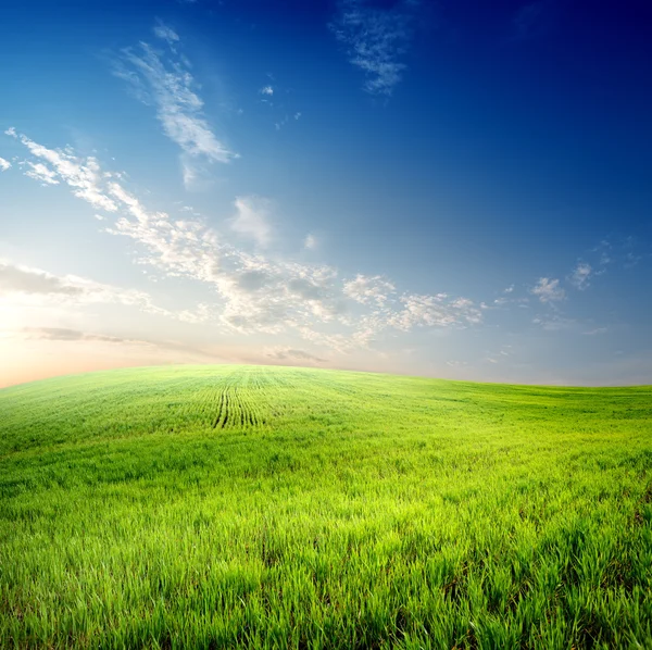 Grama verde no campo — Fotografia de Stock