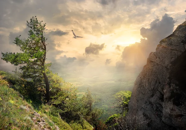 Baum auf dem Berg — Stockfoto