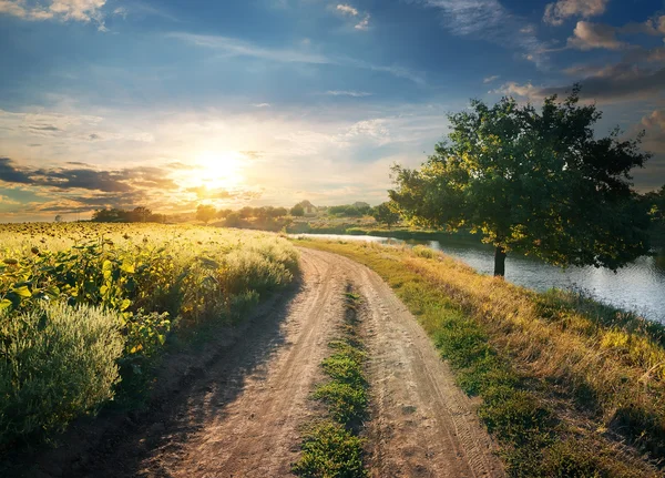 Field of sunflowers near river — Stock Photo, Image