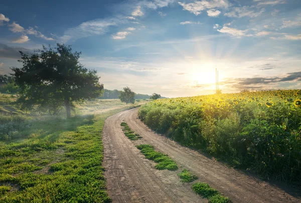 Landweg en zonnebloemen — Stockfoto