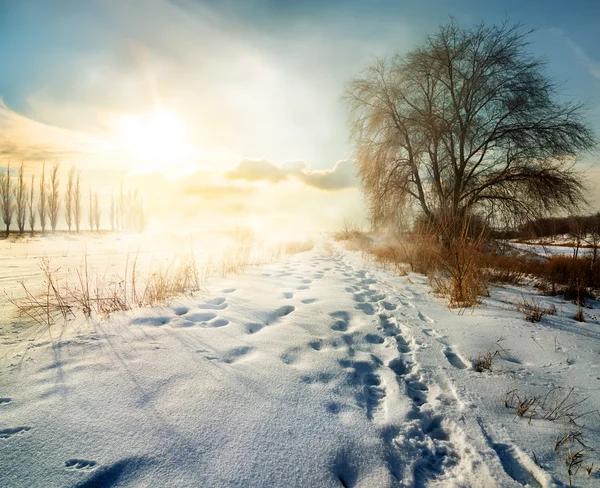Inverno no campo — Fotografia de Stock