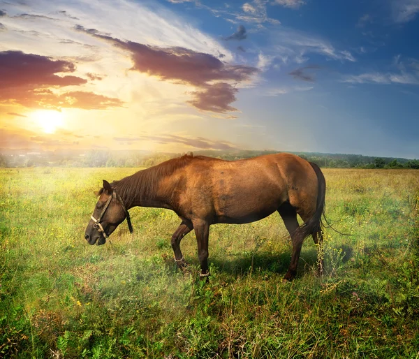 Koně na pastvině — Stock fotografie