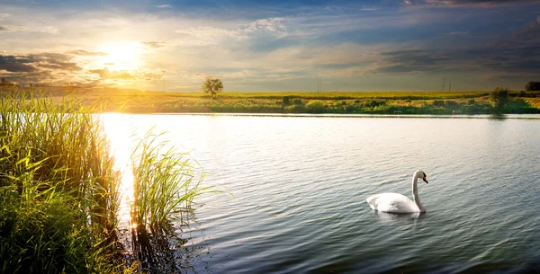 Swan at sunset — Stock Photo, Image