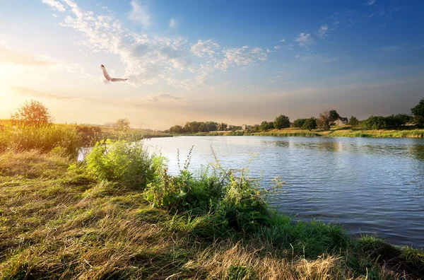 Vogel und Fluss — Stockfoto