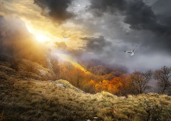 Birds and clouds