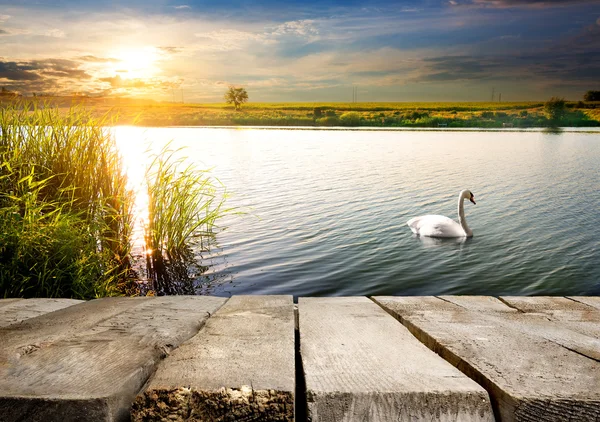 Cygne près du pont — Photo