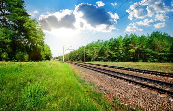 Ferrocarril y bosque de pinos — Foto de Stock