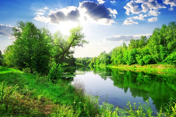 Зеленый лес на реке — стоковое фото
