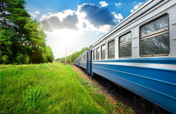 Tren y bosque de pinos —  Fotos de Stock