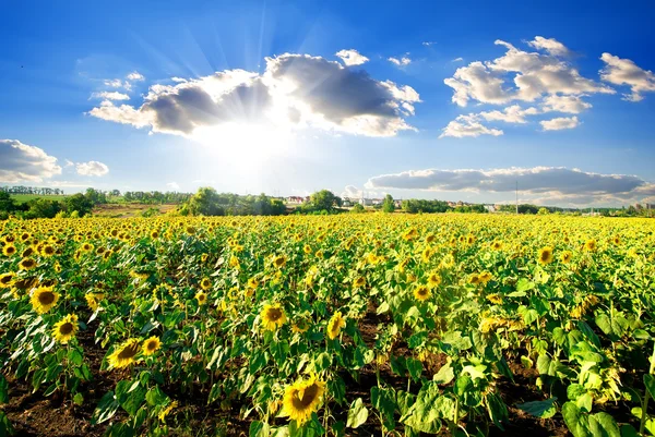 Landscape with sunflowers — Stock Photo, Image