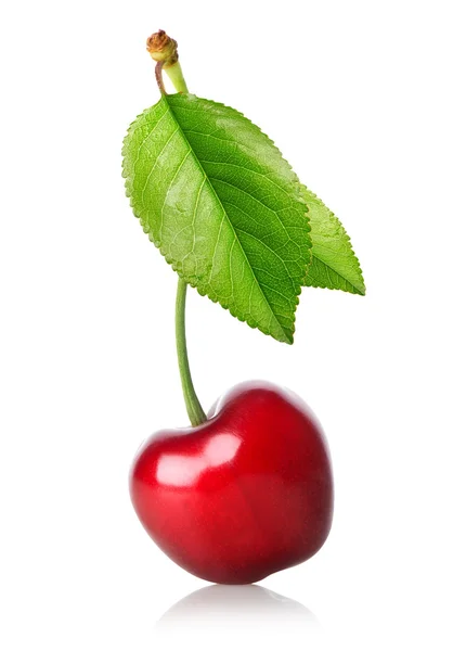 Cherry s listy — Stock fotografie