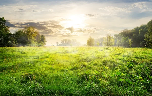 日の出に緑の草原 — ストック写真