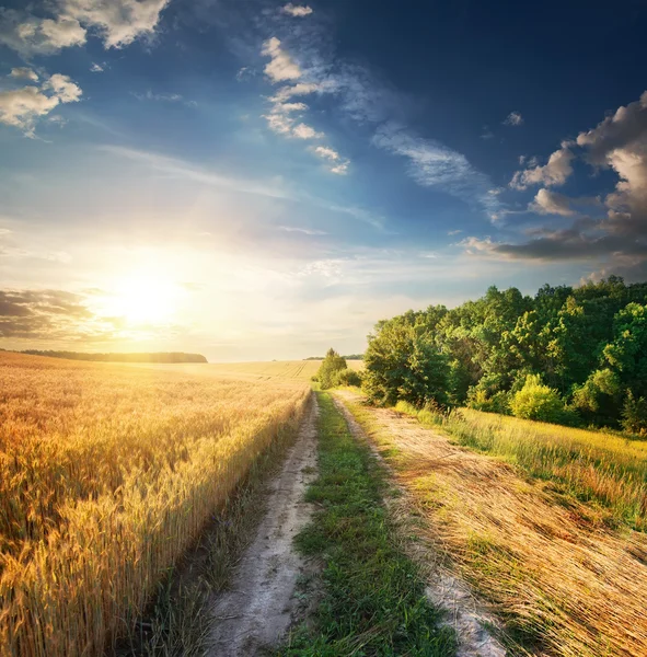 Grano vicino alla strada di campagna — Foto Stock