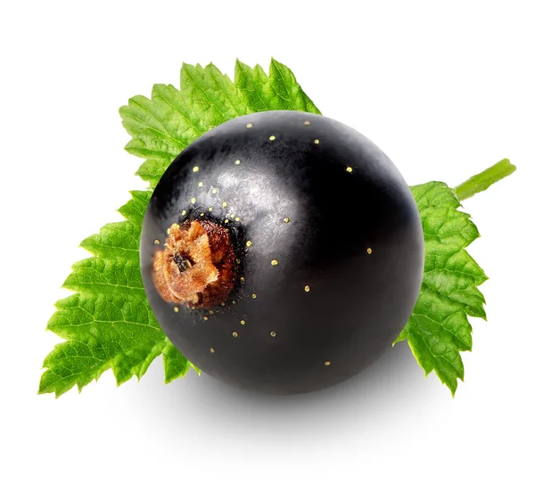 Bacca di ribes nero — Foto Stock