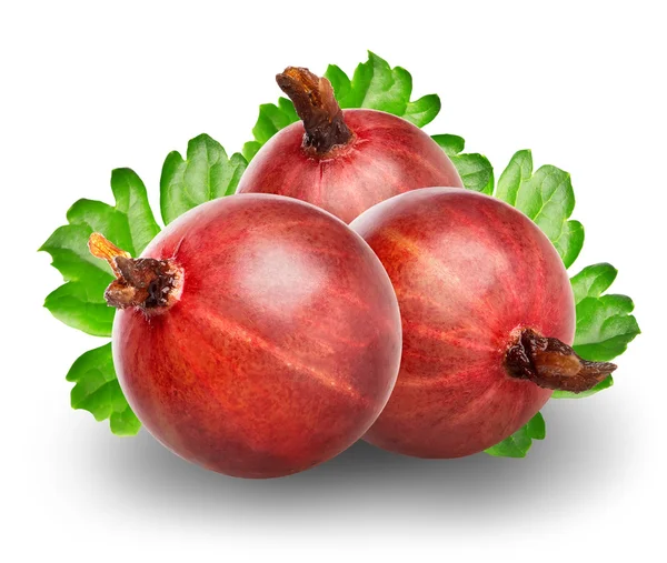 Red gooseberry — Stock Photo, Image