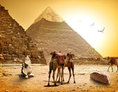velbloudi a pyramidy