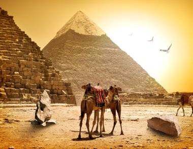 Camels and pyramids clipart