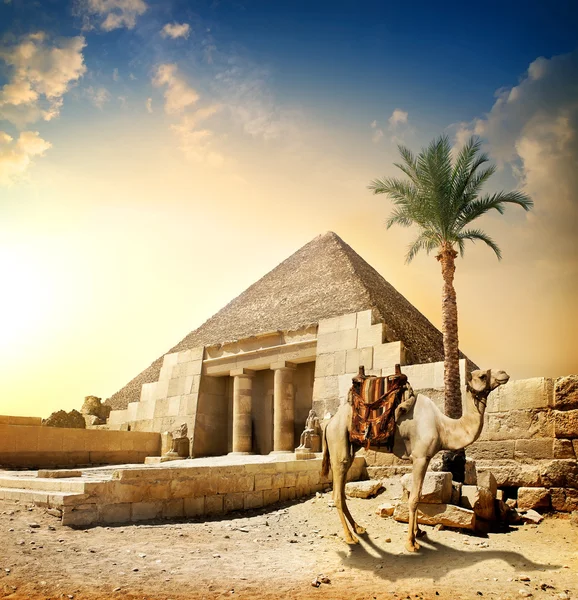 Camel nära pyramid — Stockfoto
