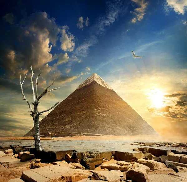 Pyramide und trockener Baum — Stockfoto