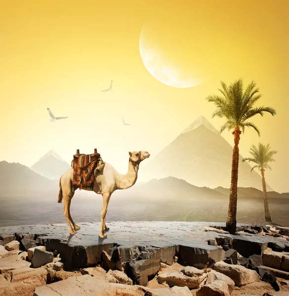 Верблюд и луна — стоковое фото