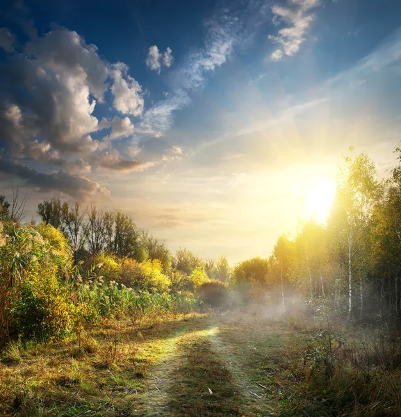 Nebbia in legno autunnale — Foto Stock