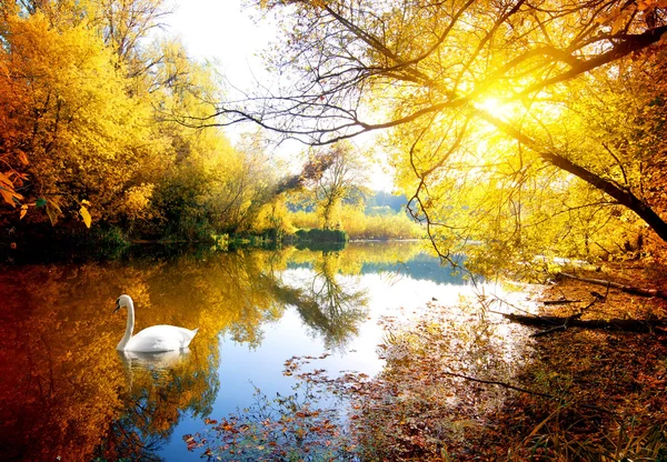 Swan in autumn — Stock Photo, Image