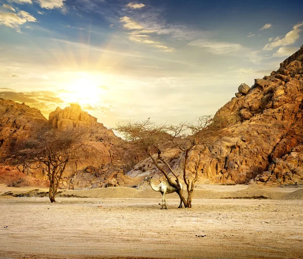 Camel in mountains — Stock Photo, Image