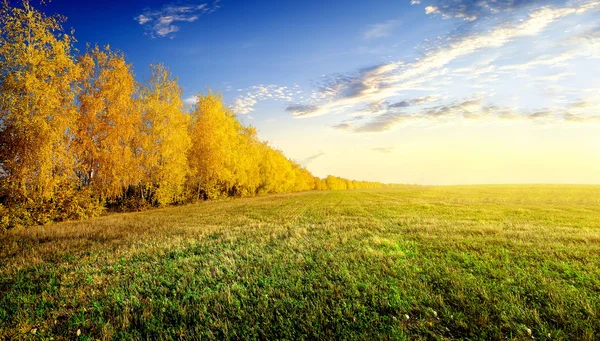 Betulle su campo — Foto Stock