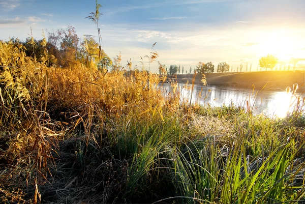 Dry grass on river — Stock Photo, Image