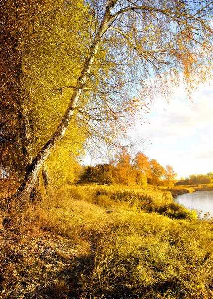 Outono amarelo vibrante — Fotografia de Stock