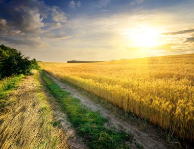 Buğday güneş ışığı altında