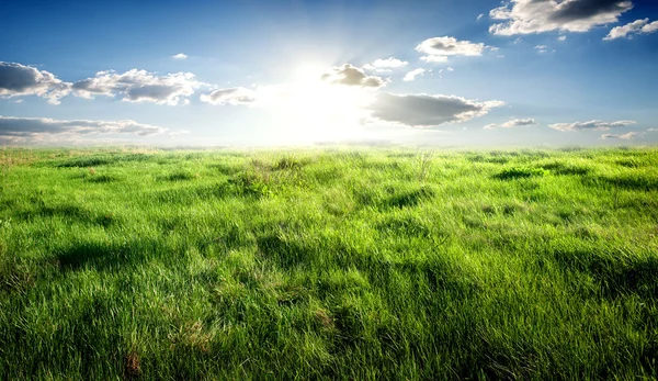 Gras und Sonnenlicht — Stockfoto
